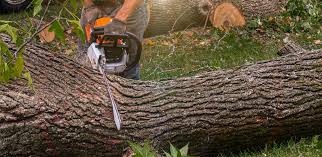 Professional Tree Services in Pittsburgh, PA